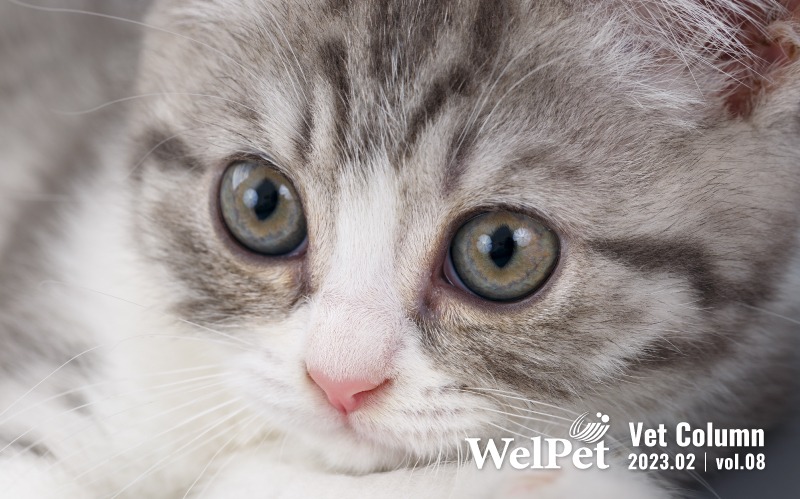 wel-pet 貓狗眼睛疾病知多少?獸醫師教你預防及保養毛孩的靈魂之窗