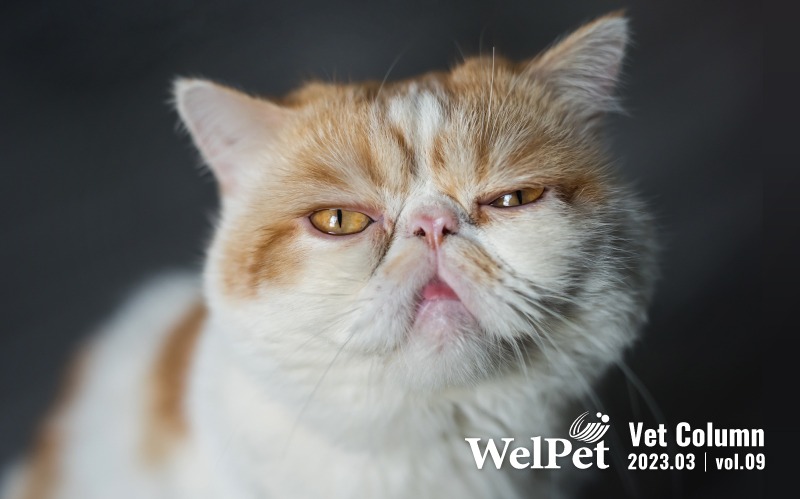  wel-pet 貓咪為什麼需要補充離胺酸? 獸醫師告訴你
