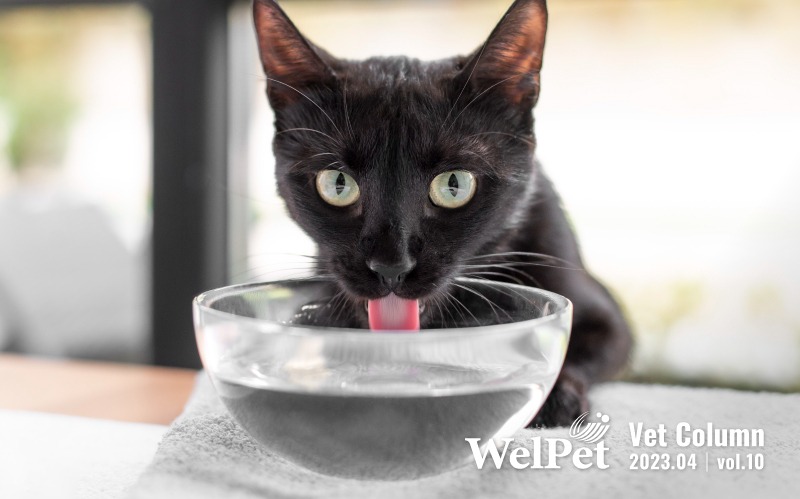  WelPet 貓咪頻尿、口渴？別再忽略貓腎臟病的警訊