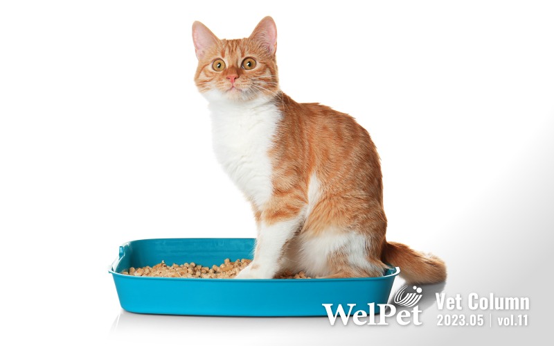  wel-pet「腎貓」怎麼辦? 獸醫師談貓咪腎臟病的預防、飲食照護與保健管理