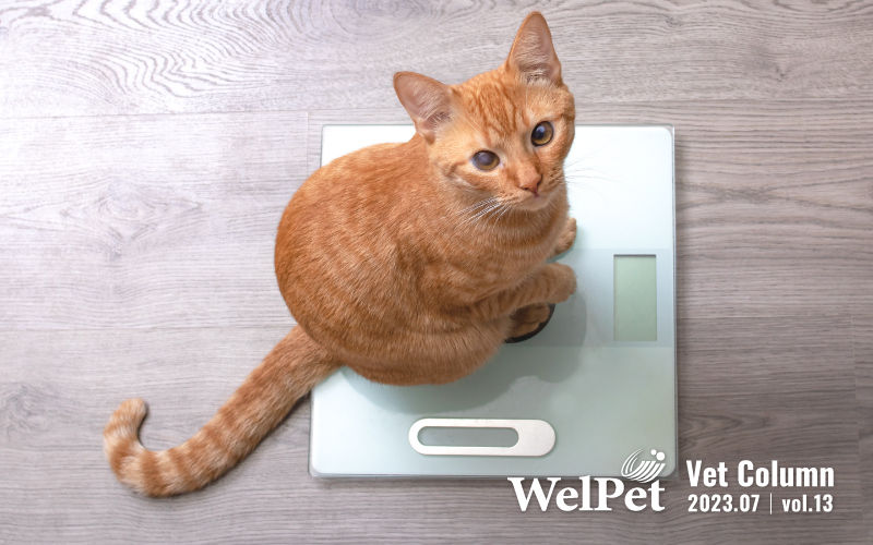  welpet 狗狗貓貓變胖怎麼辦?關心寵物體態與關節健康，打破肥胖與關節疼痛的惡性循環