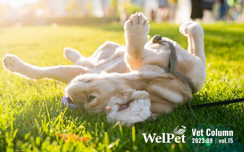 welpet 夏季寵物皮膚保健: 打擊細菌、黴菌與蚊蟲，拒絕狗狗貓咪皮膚搔癢!