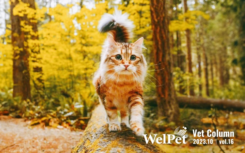 welpet 換季寵物保健學問：幫助貓狗增強免疫力，守護寵物在秋冬之際的健康