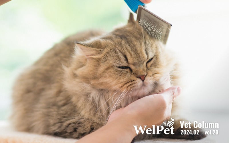  Welpet:寵物皮膚保養怎麼做？獸醫師教你七大秘訣打造亮眼毛小孩