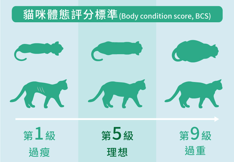 貓咪體態評分標準 BCS