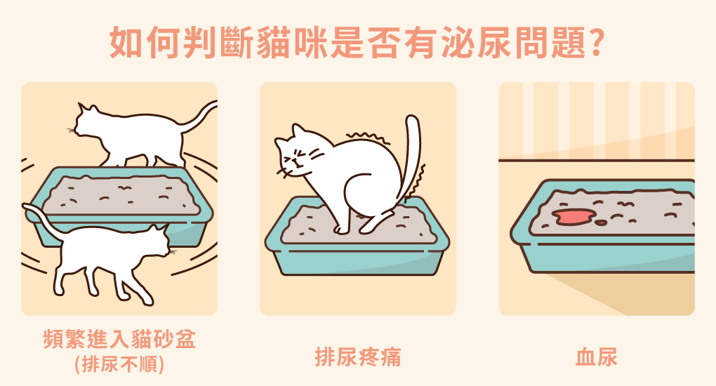 如何判斷貓咪是否有泌尿問題?