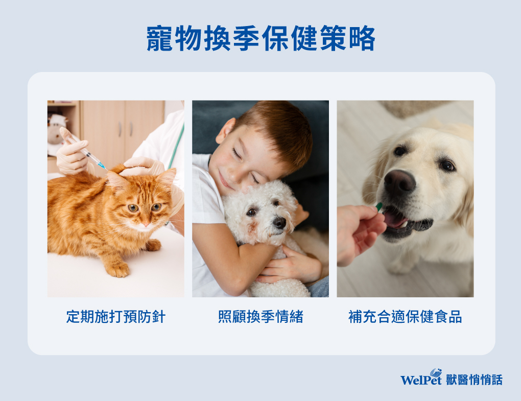 welpet-換季寵物保健：幫助貓狗增強免疫力