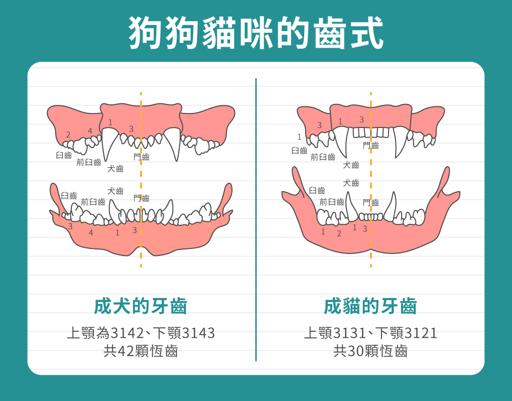 wel-pet 狗狗貓咪參考齒式