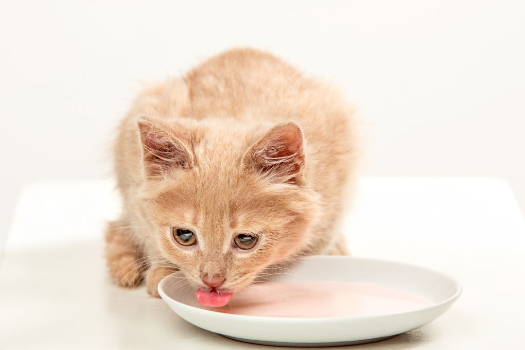 wel-pet Managing Feline Kidney Disease: Veterinarians Offer Prevention, Diet, and Health Tips for Renal Cats
