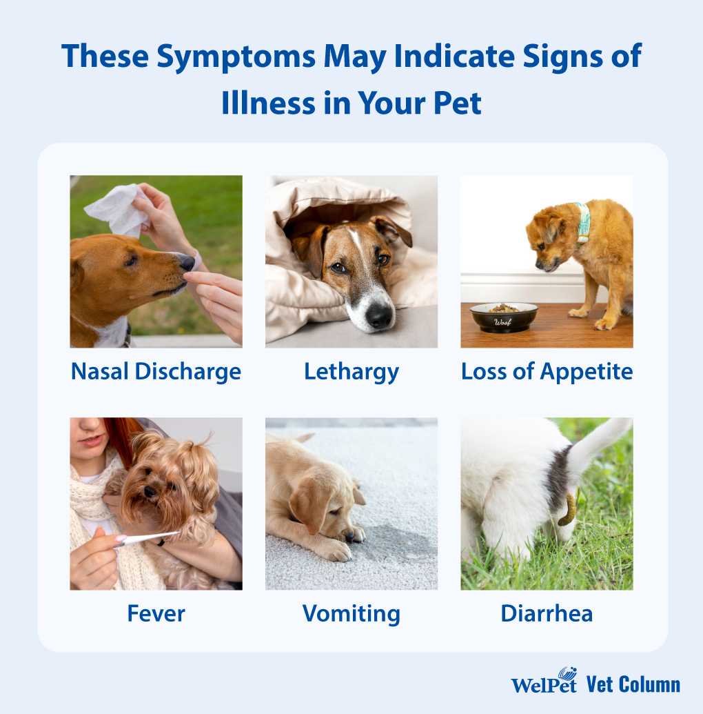 welpet-Differentiating Between Normal and Pathological Sneezing