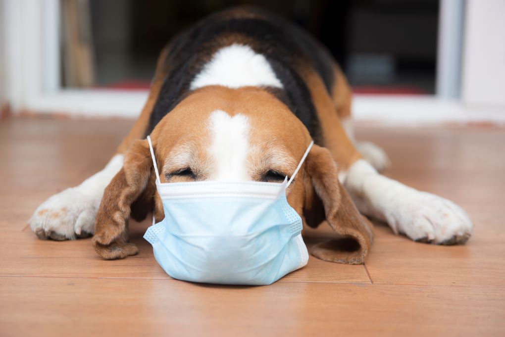 welpet-Pet Respiratory Health Guide for Autumn and Winter: Sneezing in Dogs and Cats During Temperature Fluctuations Could be a Warning Sign